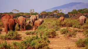 elephant 2668675 640 300x169 - Kenya drone laws