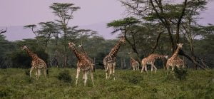 Kenya with drone