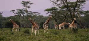 giraffes 2685352 640 300x139 - Kenya with drone