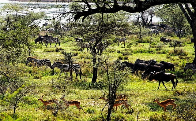 tanzania Safari Drone