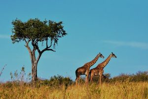 wildlife 1536582 640 300x200 - drones in Tanzania.