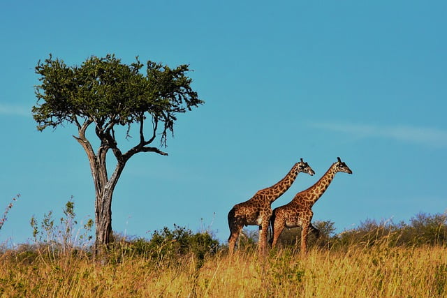 drones in Tanzania.